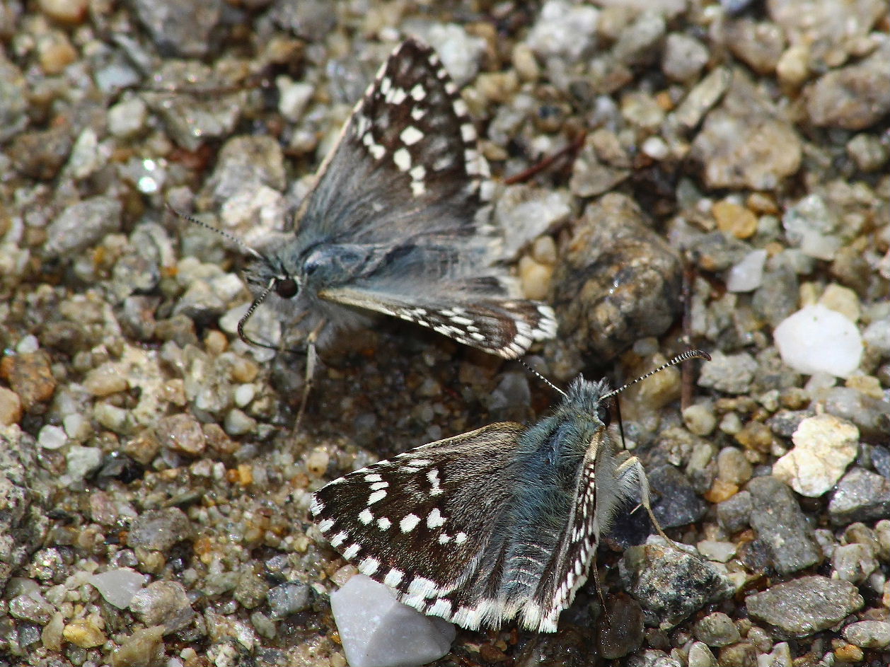 Erinnis tages, P. malvoides, P. carthami